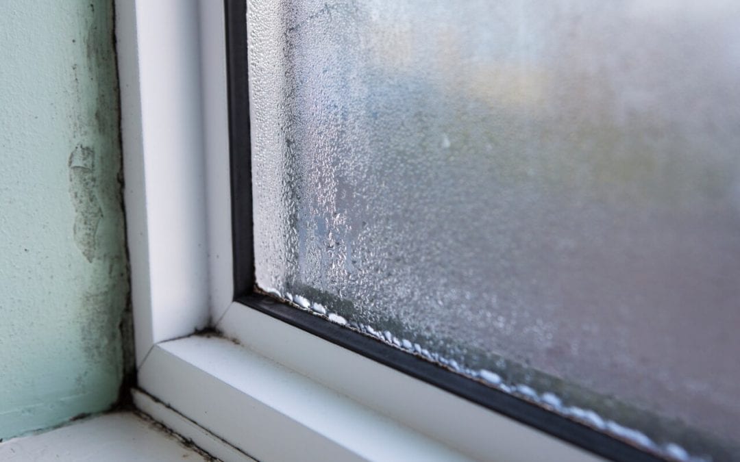 condensation and humidity are causes of mold growth